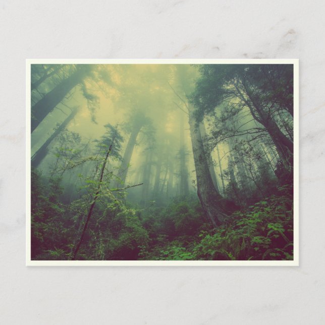 Quiet Forest Postcard (Front)