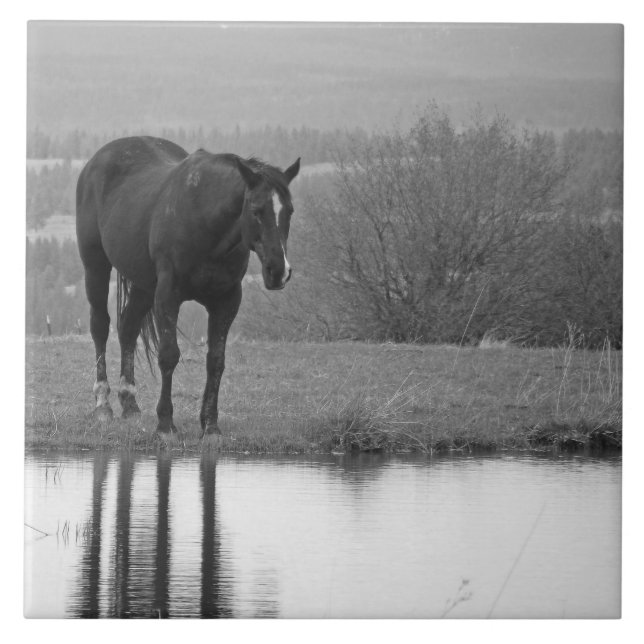 Quiet Reflectionz ~ Horse Photo Tile (Front)