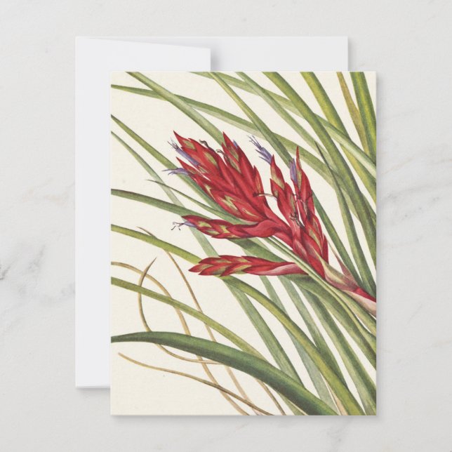 Quill-Leaf Tillandsia by Mary Vaux Walcott Card (Front)