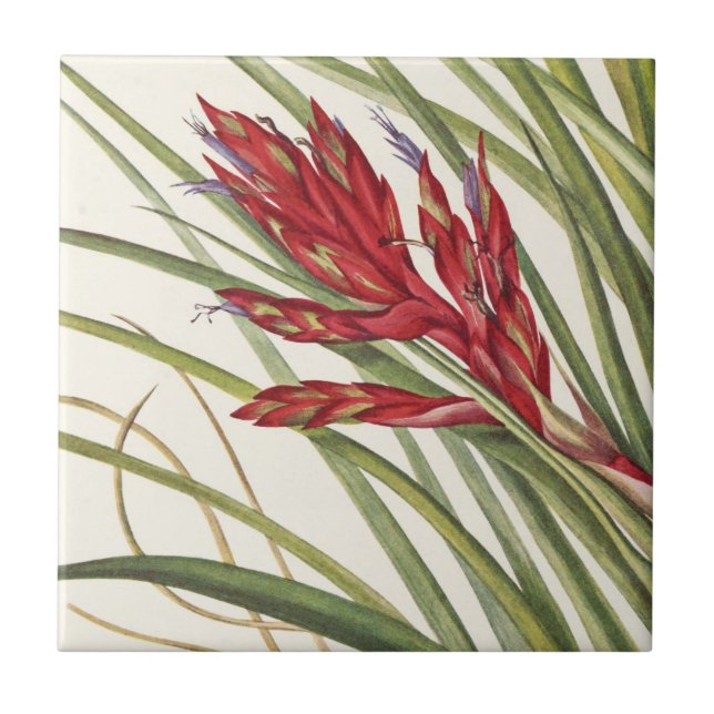 Quill-Leaf Tillandsia by Mary Vaux Walcott Tile (Front)