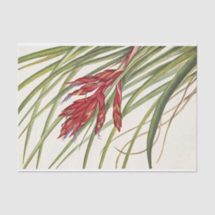 Quill-Leaf Tillandsia by Mary Vaux Walcott Tissue Paper