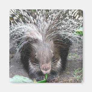 Quilled Porcupine Magnet   