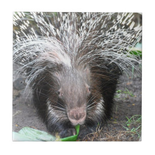 Quilled Porcupine Tile