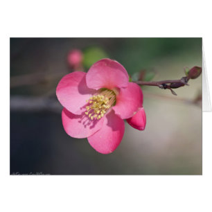 Quince à fleurs roses parfaite