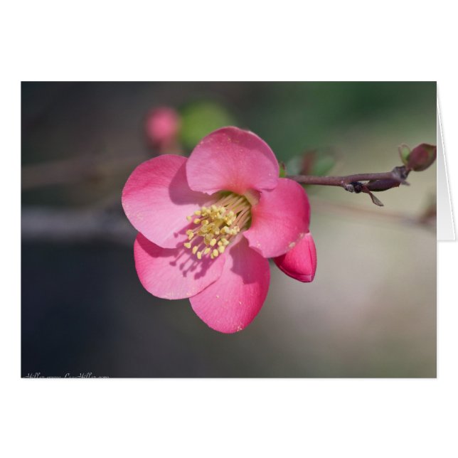 Quince à fleurs roses parfaite (Devant horizontal)
