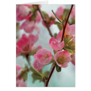 Quince blossoms