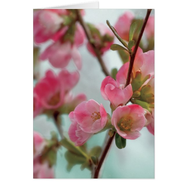 Quince Blossoms (Front)