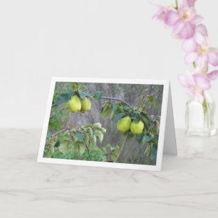 Quince Fruit Card