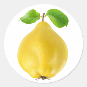 Quince fruit classic round sticker