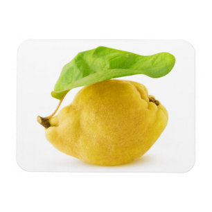 Quince fruit magnet