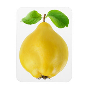 Quince fruit magnet