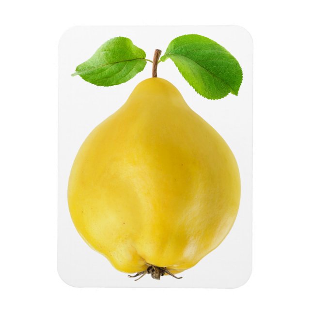 Quince fruit magnet (Vertical)
