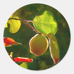 Quince Fruit On Tree Classic Round Sticker