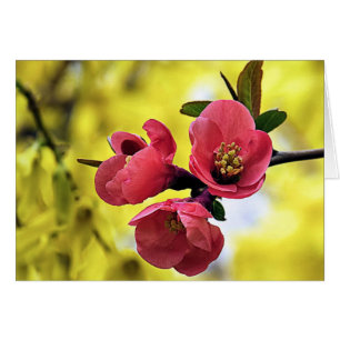 Quince japonaise