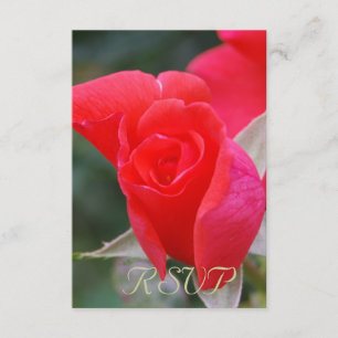 Quinceanera RSVP Rose rouge