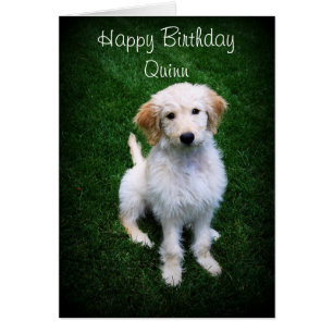 Quinn Joyeux Anniversaire Golden Doodle Chiot