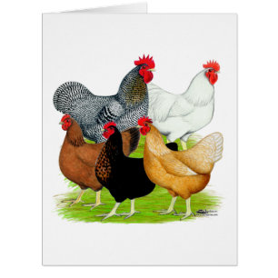 Quintette de poulet liée au sexe