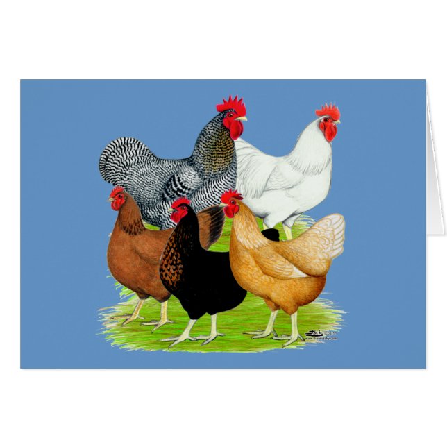 Quintette de poulet liée au sexe (Devant Horizontal)