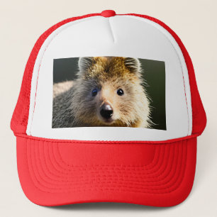 Quintin The Ginger Quokka, Casquette de camions