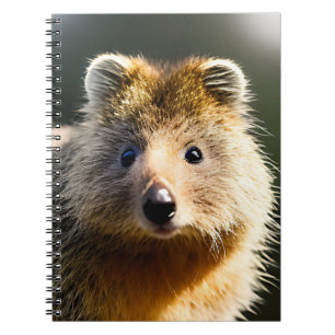 Quintin The Ginger Quokka,  Notebook