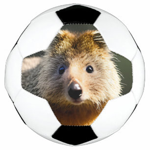 Quintin The Ginger Quokka, Soccer Ball