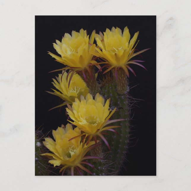 Quintuple of cactus flowers postcard (Front)