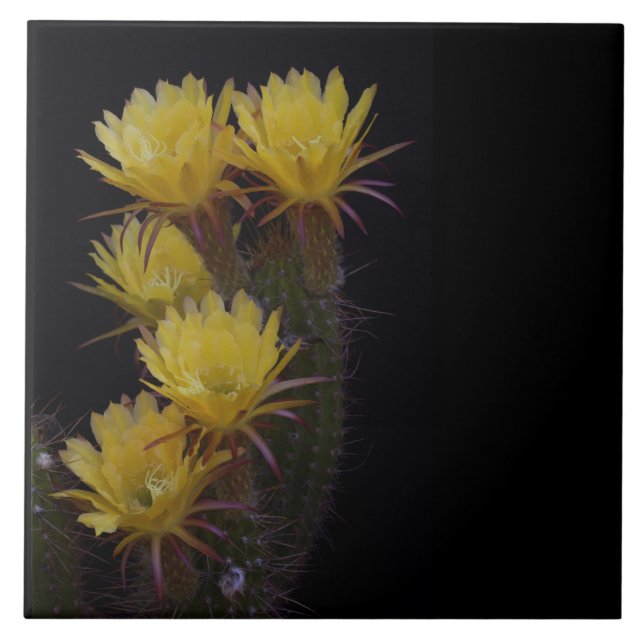 Quintuple of cactus flowers tile (Front)