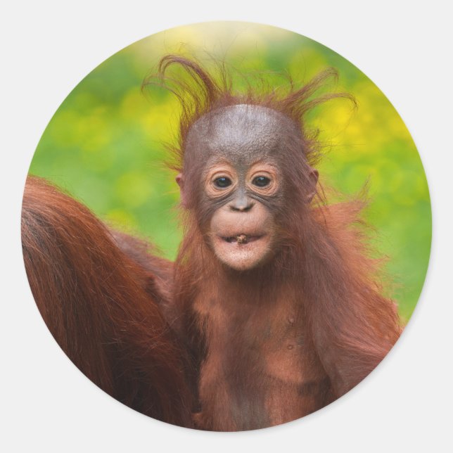 Quirky Charm of an Orangutan Baby Classic Round Sticker (Front)
