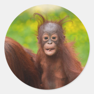 Quirky Charm of an Orangutan Baby Classic Round Sticker