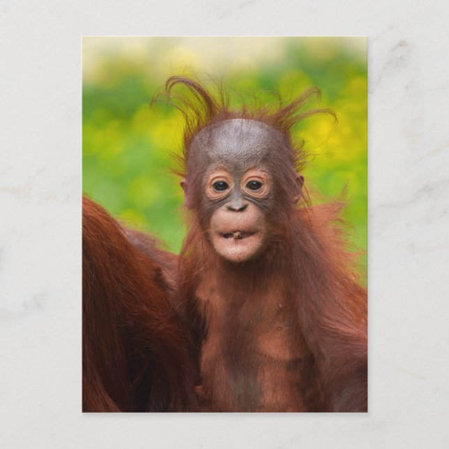 Quirky Charm of an Orangutan Baby Postcard (Front)