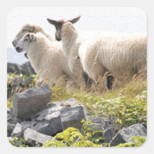 Quirky Designs - Sheep in a field Square Sticker
