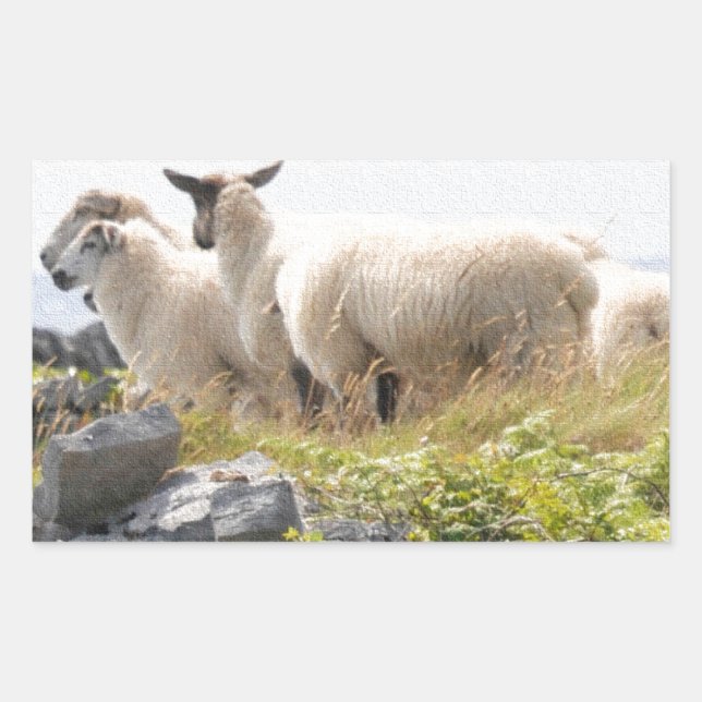 Quirky Designs - Sheep in a field Sticker (Front)