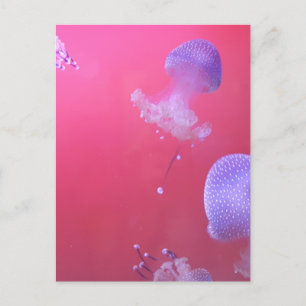 Quirky Jellyfish in the Pink Water Postcard