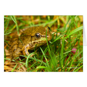 Quirky One-Sided Dialog with a Small Green Frog