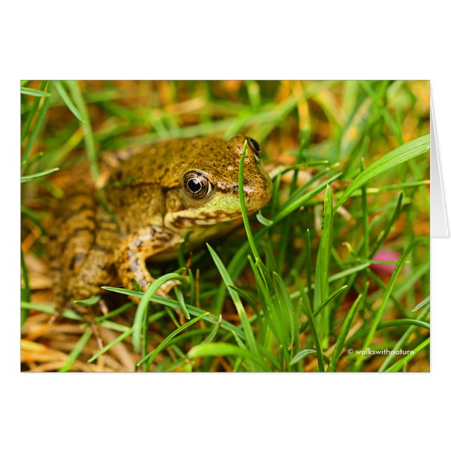 Quirky One-Sided Dialog with a Small Green Frog (Front Horizontal)