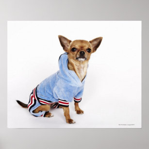 Quirky portrait of a Teacup Chihuahua 2 Poster