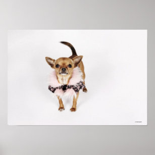 Quirky portrait of a Teacup Chihuahua Poster