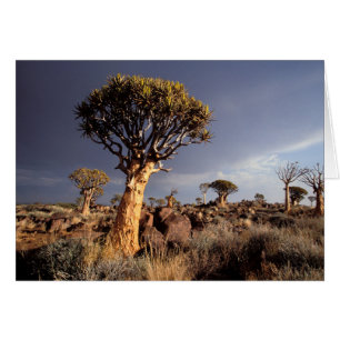Quiver Trees (Aloe Dichotoma)