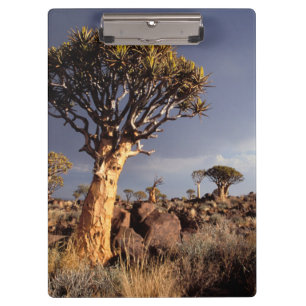 Quiver Trees (Aloe Dichotoma) Clipboard