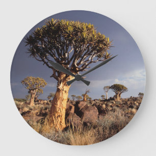 Quiver Trees (Aloe Dichotoma) Large Clock