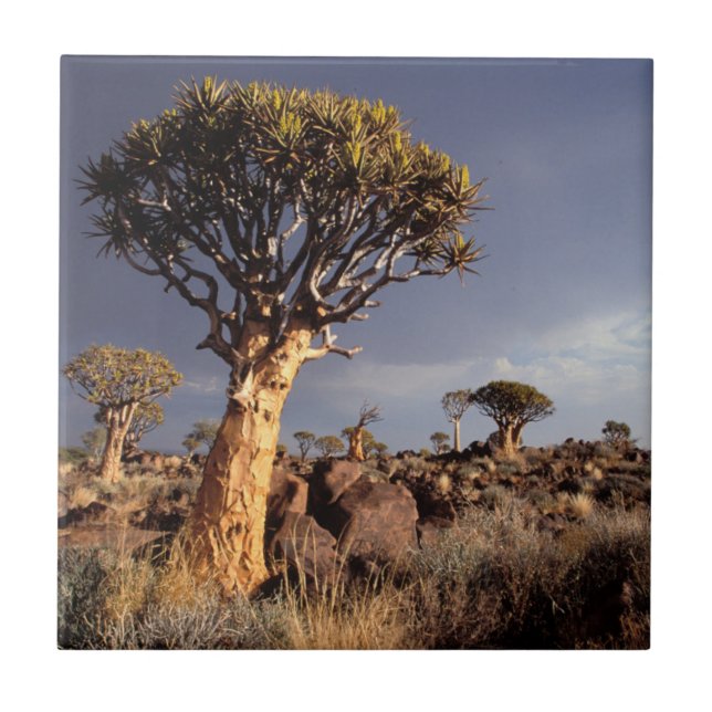 Quiver Trees (Aloe Dichotoma) Tile (Front)