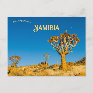 Quiver Trees in Namibia Postcard