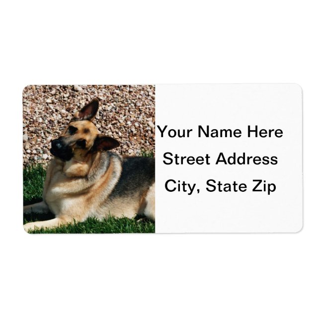 Quizzical German Shepherd (Front)