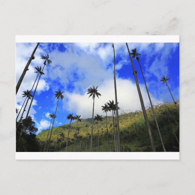 Qunidio wax palms in Cocora Valley of Colombia Postcard (Front)