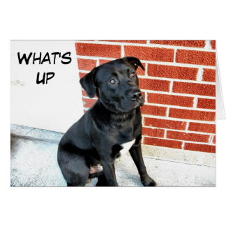 Quoi de neuf Black Labrador