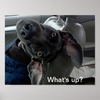 'Quoi de neuf ? ' Poster Weimaraner