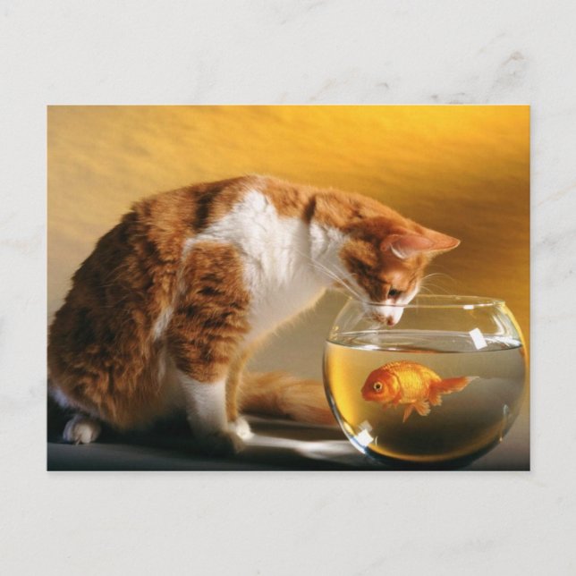 Quoi Pour Le Dîner ? Carte postale (Devant)