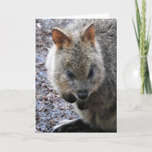 Quokka Card