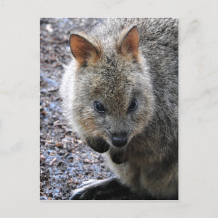 Quokka Holiday Postcard