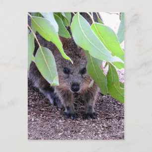 Quokka Postcard
